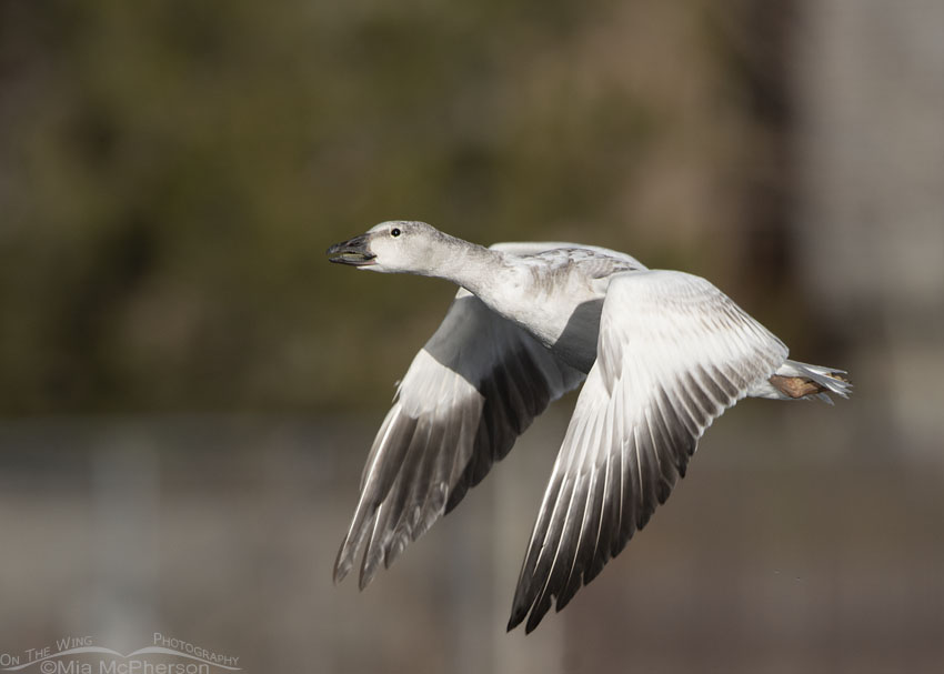 Immature Snow Goose flying by, Salt Lake County, Utah