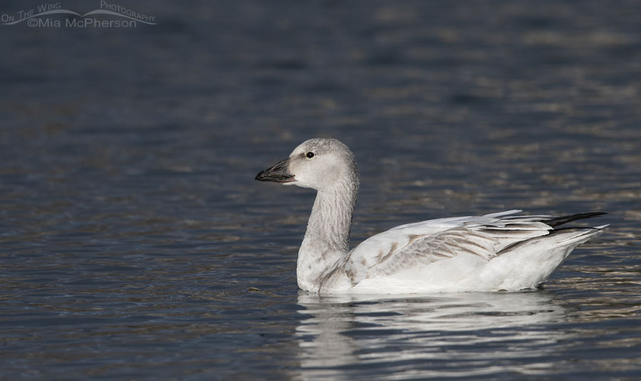 Lone immature Snow Goose on a pond, Salt Lake County, Utah