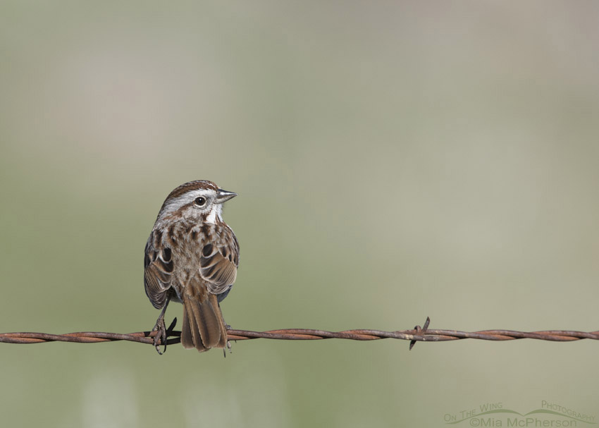 Spring Song Sparrow, Box Elder County, Utah