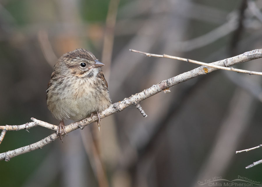Perched juvenile Song Sparrow, Wasatch Mountains, Morgan County, Utah