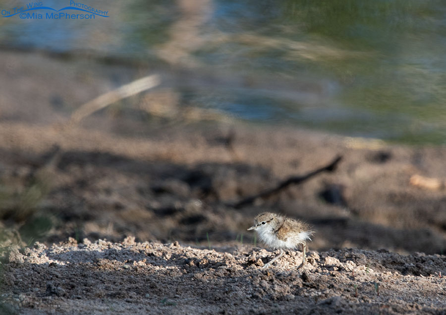 Spotted Sandpiper chick, Wasatch Mountains, Summit County, Utah