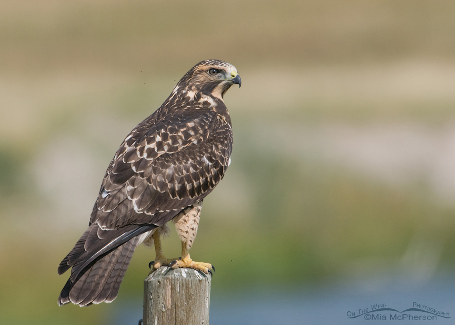 Immature Swainson’s Hawk near the Red Rock River, Beaverhead County, Montana