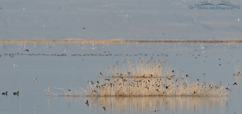 Hundreds of swallows at Bear River Migratory Bird Refuge, Box Elder County, Utah