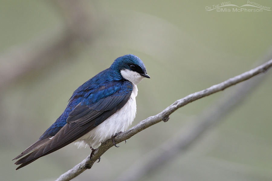 Male Tree Swallow in Idaho, Modoc Creek, Targhee National Forest, Clark County, Idaho