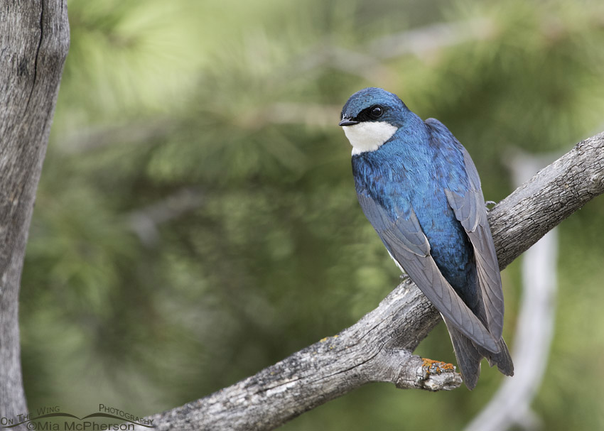 Tree Swallow near Modoc Creek, Targhee National Forest, Clark County, Idaho