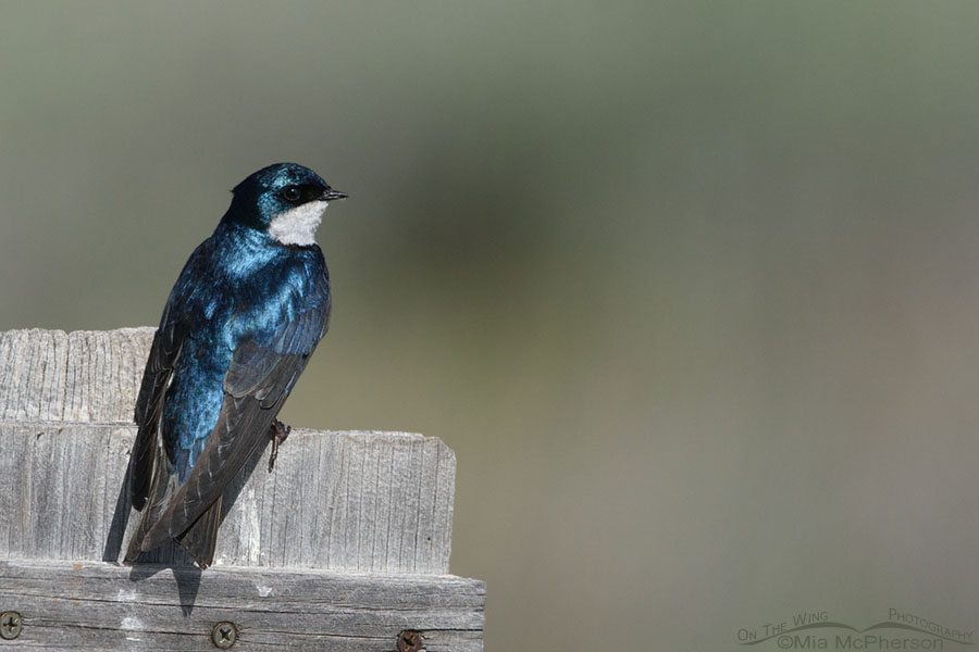 Tree Swallow on top of a nesting box, Red Rock Lakes National Wildlife Refuge, Centennial Valley, Beaverhead County, Montana