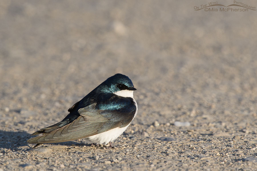 Tree Swallow warming up on a road, Bear River Migratory Bird Refuge, Box Elder County, Utah