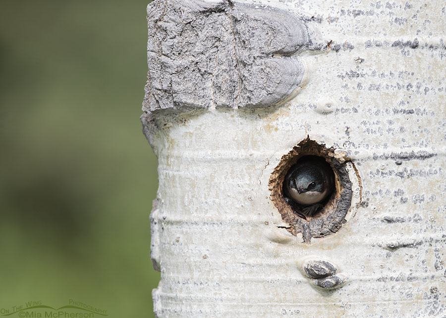 Female Tree Swallow at nest entrance, Uinta Mountains, Uinta National Forest, Summit County, Utah