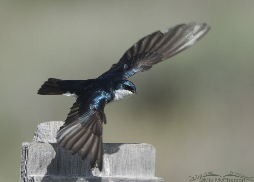 Male Tree Swallow defending its nest, Red Rock Lakes National Wildlife Refuge, Centennial Valley, Beaverhead County, Montana