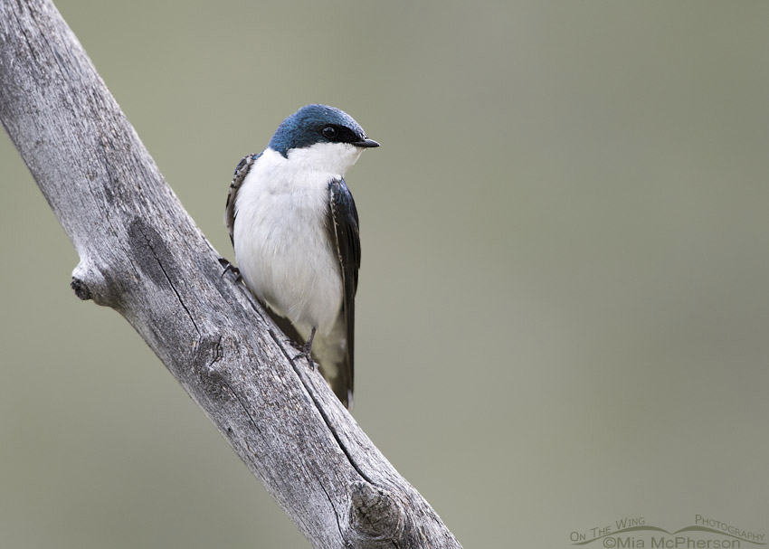 Low light Tree Swallow, Modoc Creek, Targhee National Forest, Clark County, Idaho