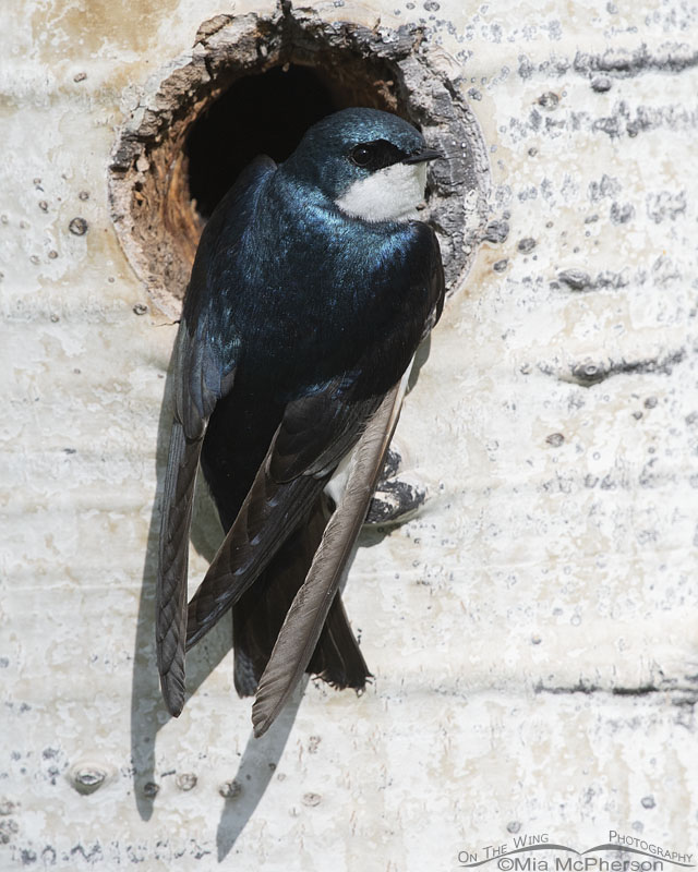 Male Tree Swallow at a nesting cavity in an Aspen, Uinta Mountains, Uinta National Forest, Summit County, Utah