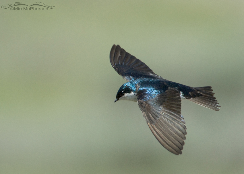 Male Tree Swallow in flight, Red Rock Lakes National Wildlife Refuge, Centennial Valley, Beaverhead County, Montana