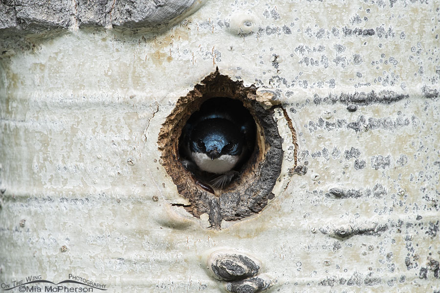 Male Tree Swallow at nest entrance, Uinta Wasatch Cache National Forest, Summit County, Utah