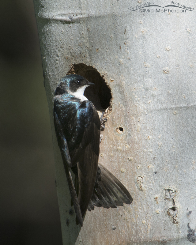 Tree Swallow at the Williamson’s Sapsucker nesting cavity, Targhee National Forest, Clark County, Idaho