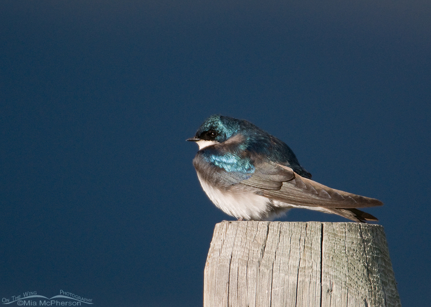 Male Tree Swallow with shaded mountains in the background, Red Rock Lakes National Wildlife Refuge, Centennial Valley, Beaverhead County, Montana