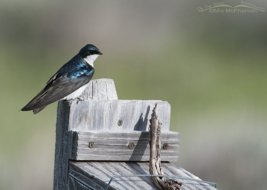 Tree Swallow at a Red Rock Lakes NWR nest box, Centennial Valley, Beaverhead County, Montana