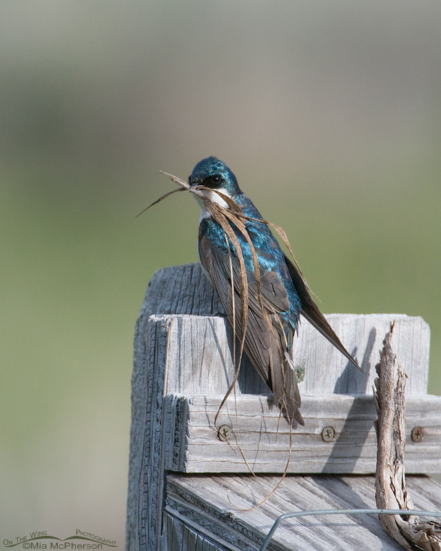 Male Tree Swallow with nesting material, Red Rock Lakes National Wildlife Refuge, Centennial Valley, Beaverhead County, Montana