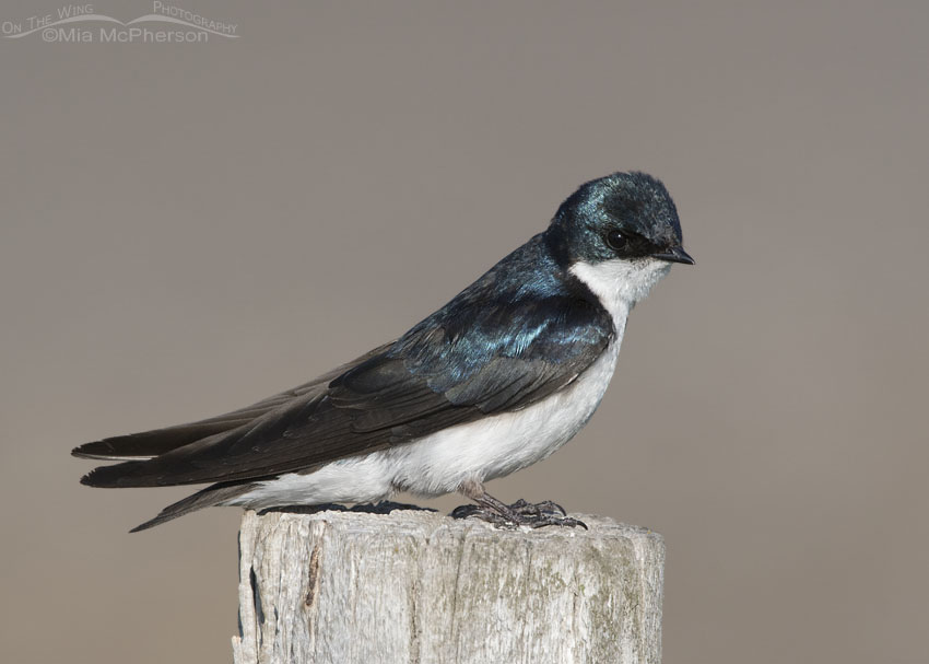 Close up Tree Swallow perched on a fence post, Red Rock Lakes National Wildlife Refuge, Centennial Valley, Beaverhead County, Montana