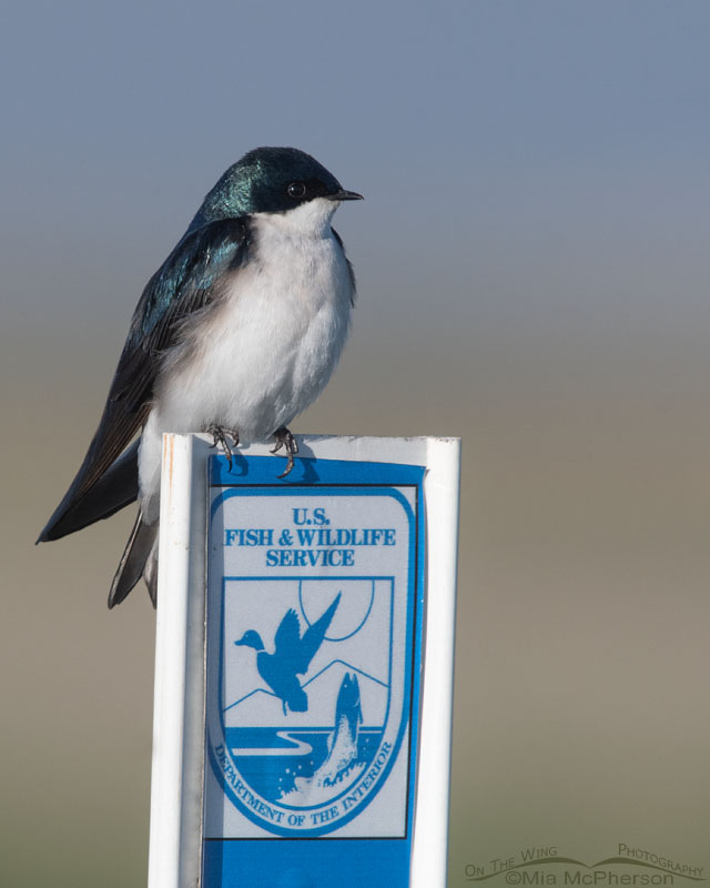 Tree Swallow on a U.S. Fish & Wildlife Service sign, Bear River Migratory Bird Refuge, Box Elder County, Utah