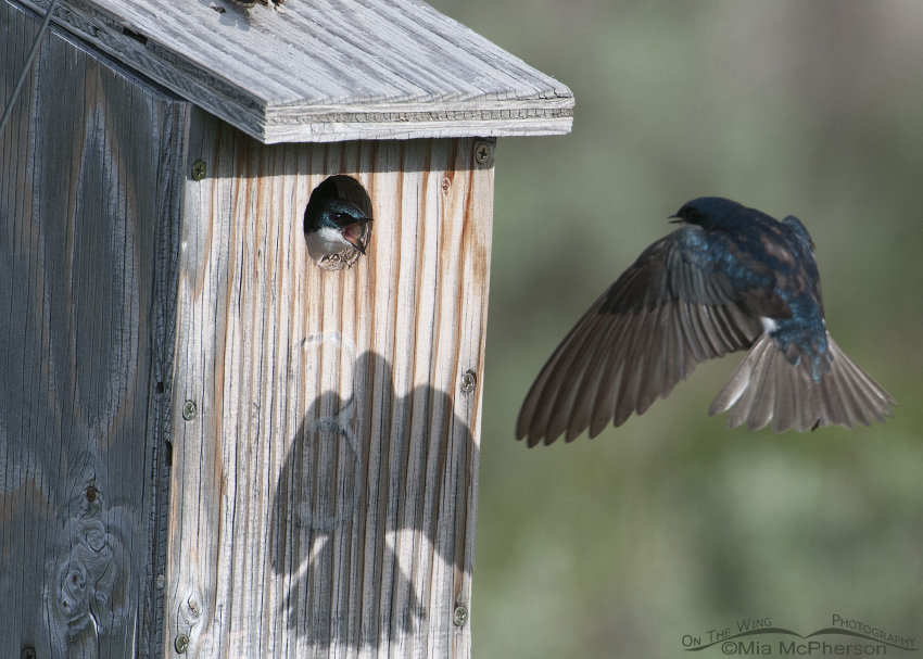 Two Tree Swallows fighting over a nest box, Red Rock Lakes National Wildlife Refuge, Centennial Valley, Beaverhead County, Montana