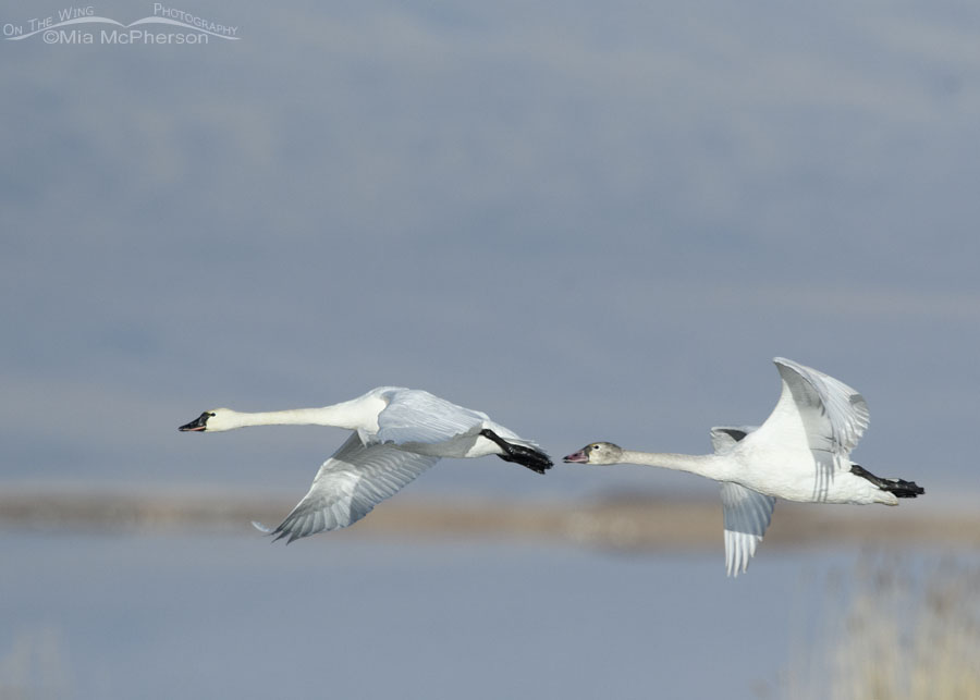 Adult and immature Tundra Swan fly by, Bear River Migratory Bird Refuge, Box Elder County, Utah