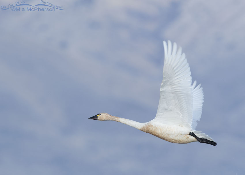 Adult Tundra Swan in flight on a February morning, Bear River Migratory Bird Refuge, Box Elder County, Utah
