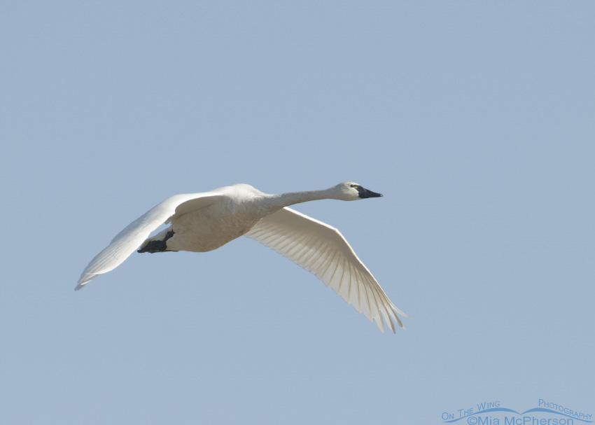 An adult Tundra Swan in flight over Bear River Migratory Bird Refuge, Box Elder County, Utah