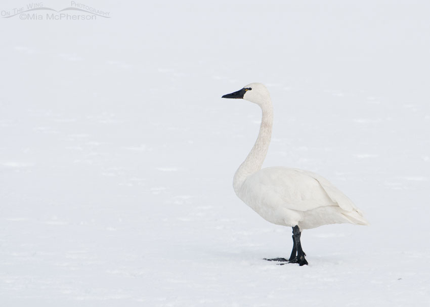 Tundra Swan in a near white out, Antelope Island State Park, Davis County, Utah
