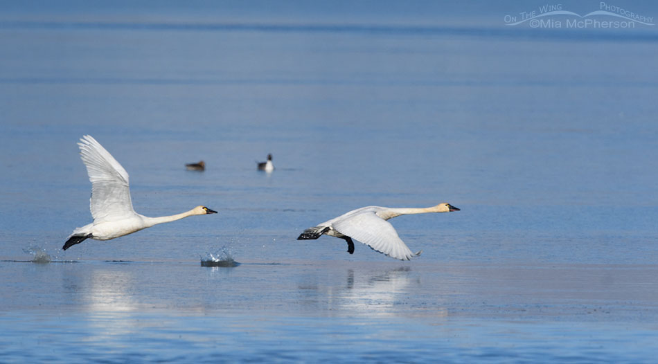 Tundra Swans taking flight from an icy marsh, Bear River Migratory Bird Refuge, Box Elder County, Utah