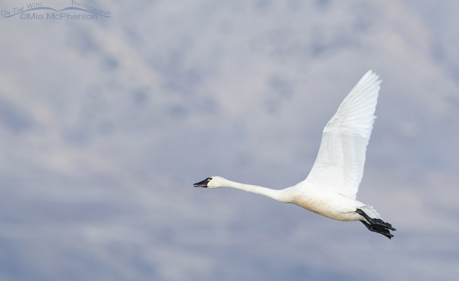 Tundra Swan calling while flying past the Promontory Mountains, Bear River Migratory Bird Refuge, Box Elder County, Utah