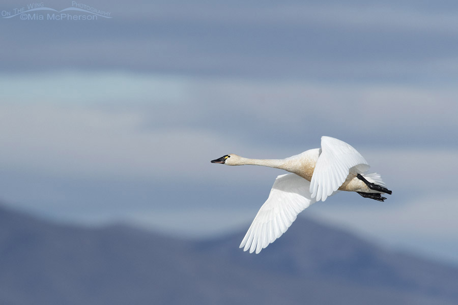 Tundra Swan in flight with shades of blue, Bear River Migratory Bird Refuge, Box Elder County, Utah