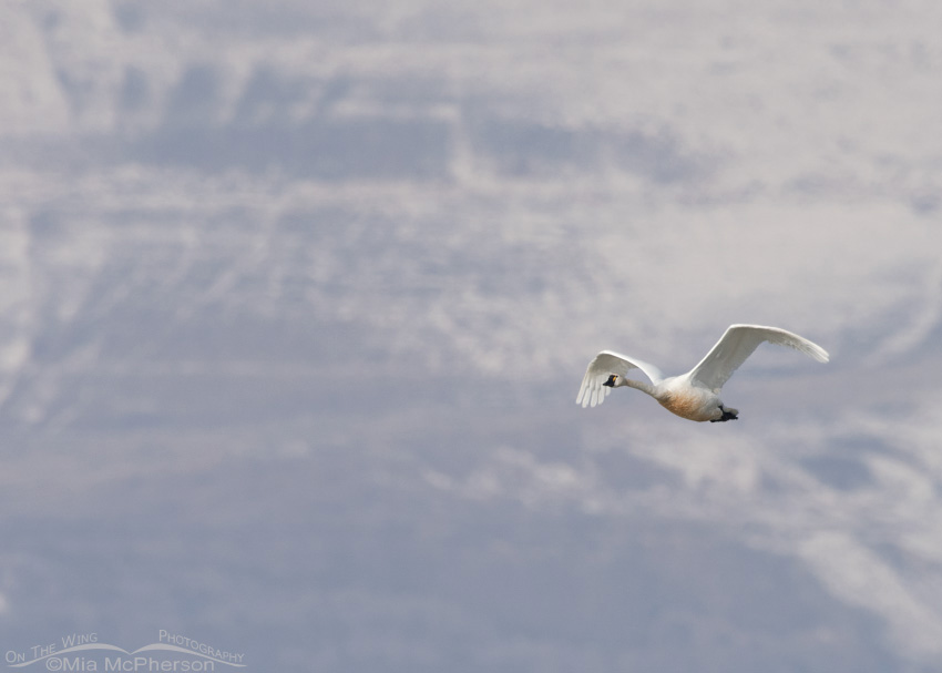 Lone Tundra Swan and the snowy Promontory Mountains, Box Elder County, Utah