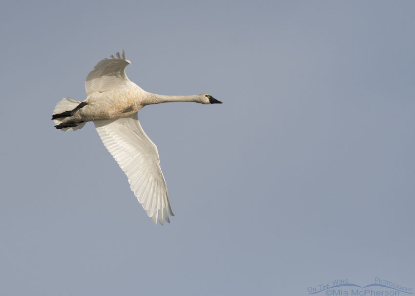 Adult Tundra Swan flying low over the marsh at Bear River MBR, Box Elder County, Utah