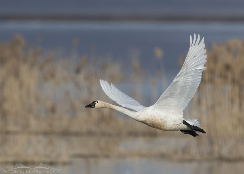 Tundra Swan after lifting off from the refuge, Bear River Migratory Bird Refuge, Box Elder County, Utah