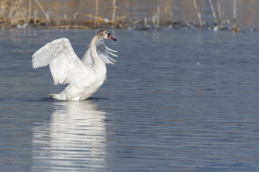 Immature Tundra Swan flapping its wings, Bear River Migratory Bird Refuge, Box Elder County, Utah