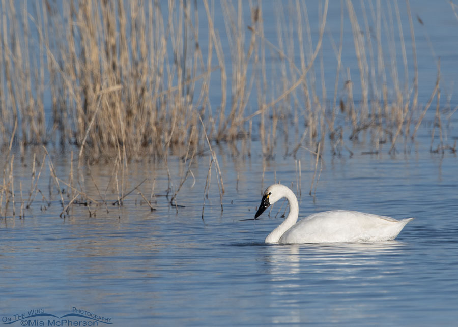Tundra Swan on the last day of winter, Bear River Migratory Bird Refuge, Box Elder County, Utah