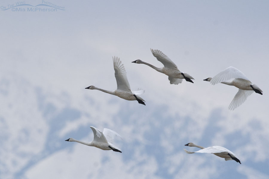 Tundra Swans in flight in low light, Bear River Migratory Bird Refuge, Box Elder County, Utah