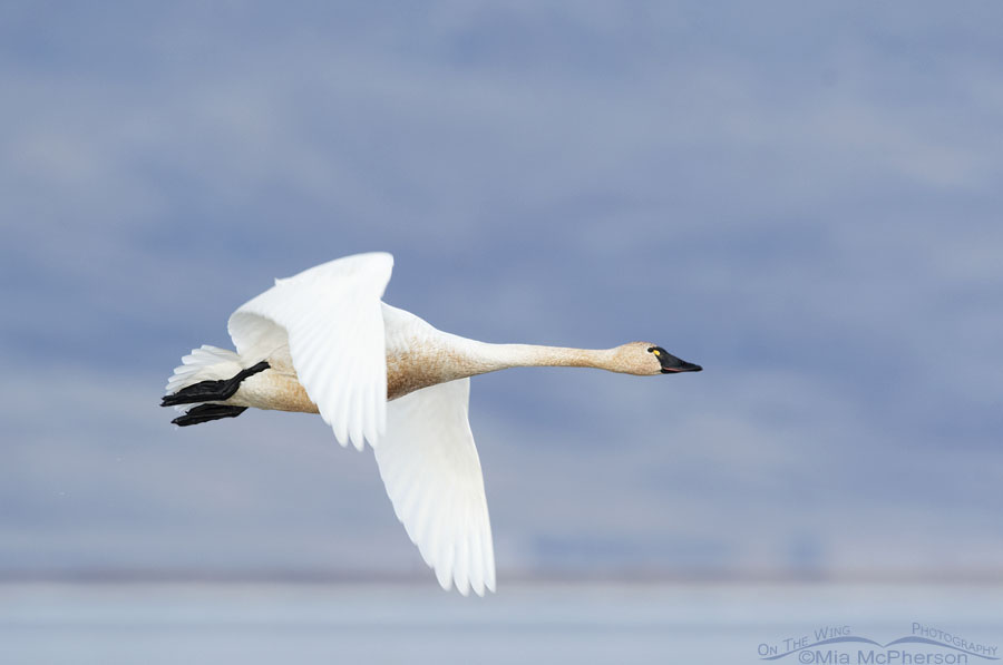 Low light Tundra Swan in flight, Bear River Migratory Bird Refuge, Box Elder County, Utah