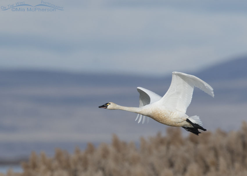 Tundra Swan flying over the marsh of Bear River MBR, Bear River Migratory Bird Refuge, Box Elder County, Utah