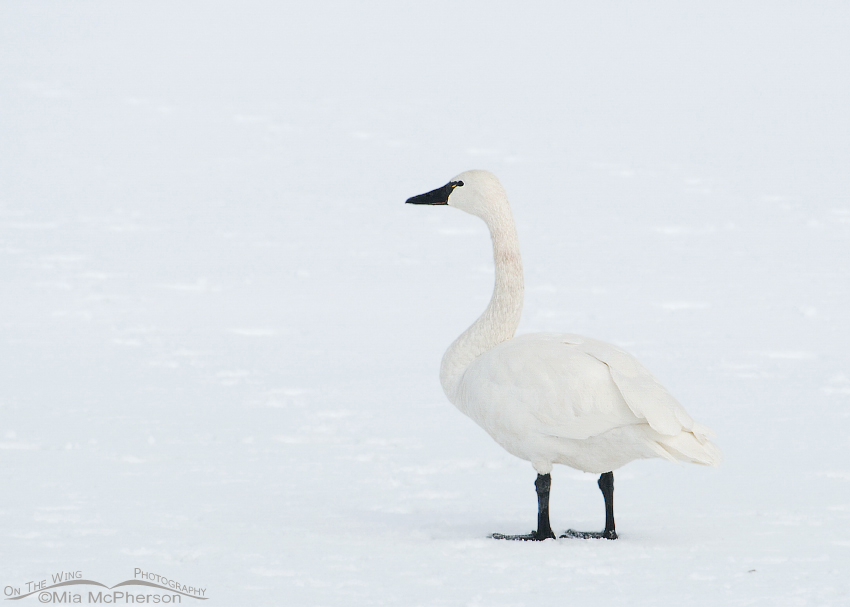 Tundra Swan on a field of snow next to the causeway to Antelope Island State Park, Davis County, Utah