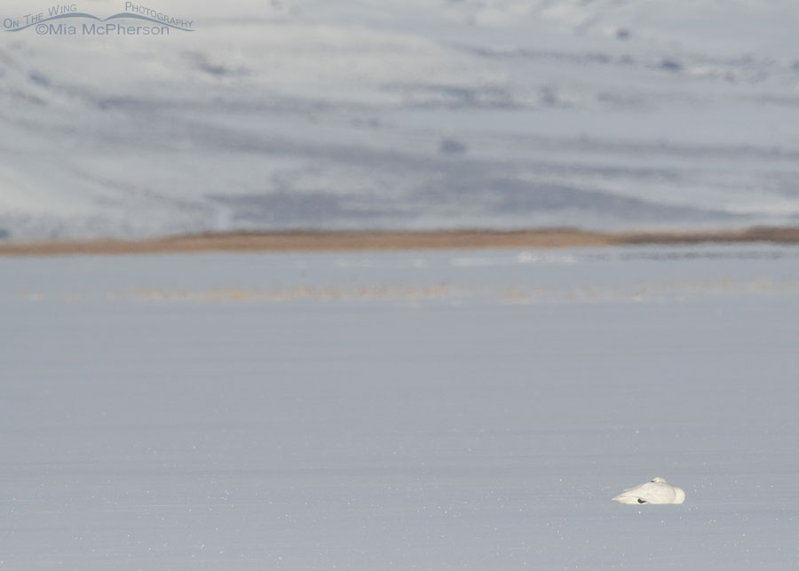 Tundra Swan resting way out on the ice, Bear River Migratory Bird Refuge, Box Elder County, Utah