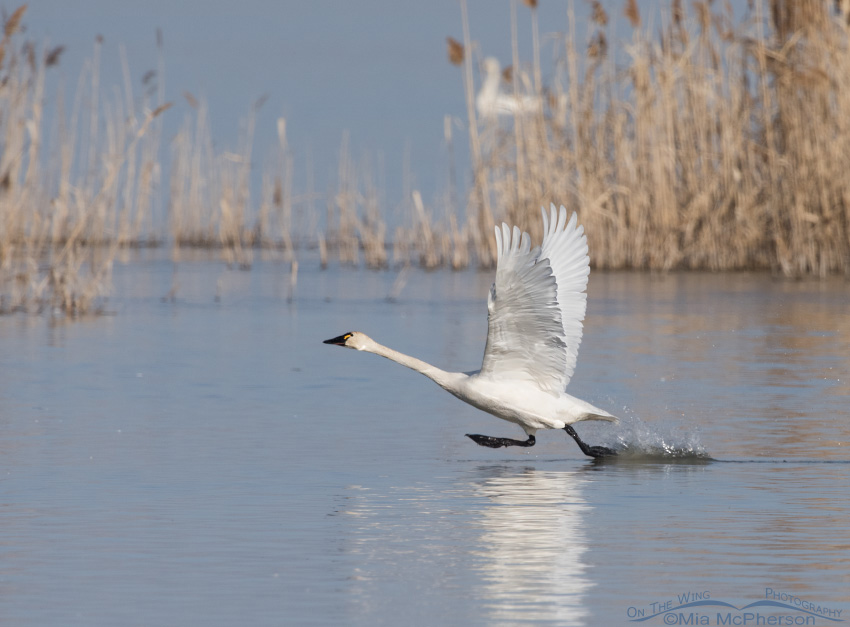 Tundra Swan lifting off from the water at Bear River National Wildlife Refuge, Box Elder County, Utah