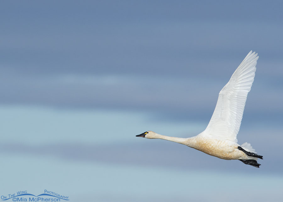 Adult Tundra Swan on the wing, Bear River Migratory Bird Refuge, Box Elder County, Utah