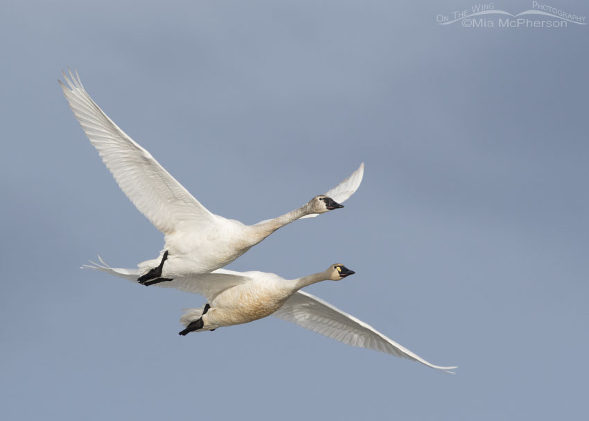 Immature and adult Tundra Swans in flight, Bear River Migratory Bird Refuge, Box Elder County, Utah