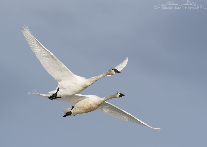 Swans, Geese, and Ducks