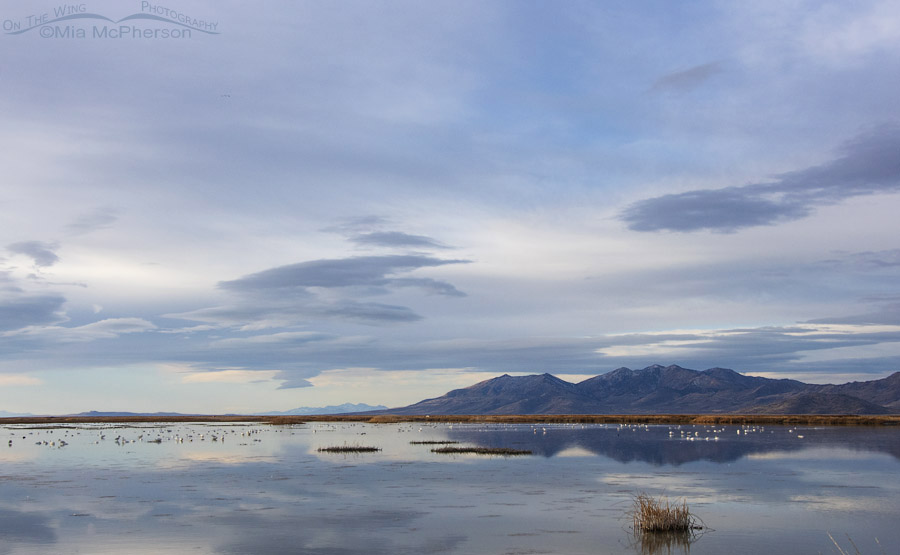 Tundra Swans in the marshes of Bear River MBR at dawn, Box Elder County, Utah