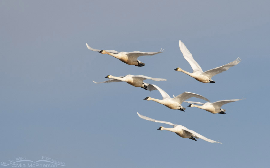 Six Tundra Swans in flight, Bear River Migratory Bird Refuge, Box Elder County, Utah