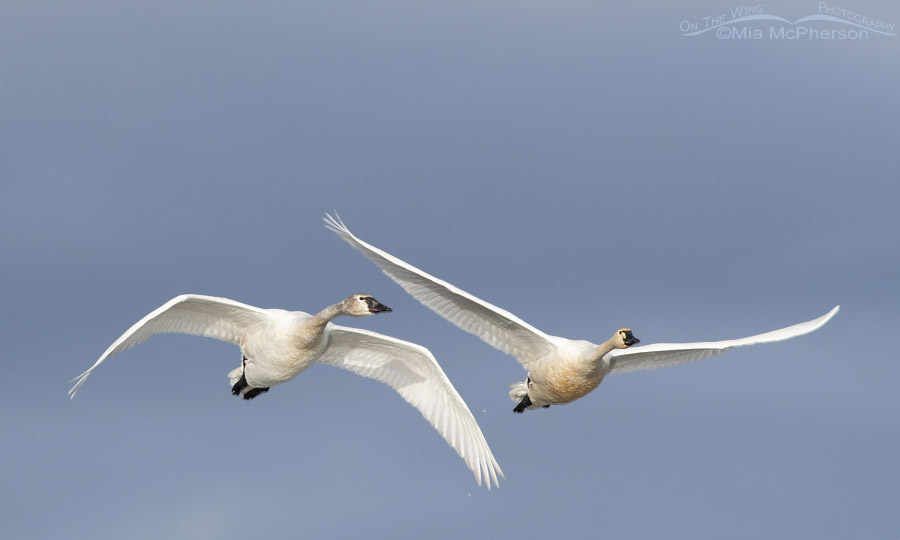 Adult and immature Tundra Swan in flight over Bear River MBR, Box Elder County, Utah