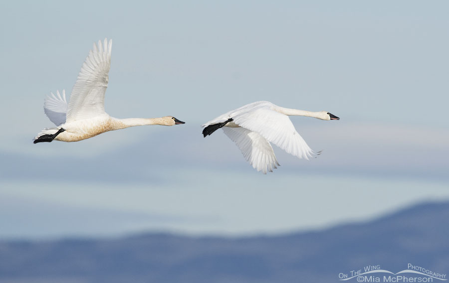 Tundra Swans flying east over the marsh at Bear River, Bear River Migratory Bird Refuge, Box Elder County, Utah