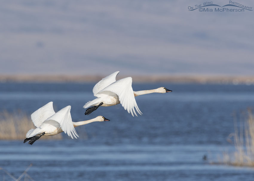 Two Tundra Swans flying over Bear River MBR, Utah